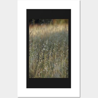 Summer Grass - Adelaide Hills - Fleurieu Peninsula - South Australia Posters and Art